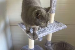 standard_csopi_11-scaled