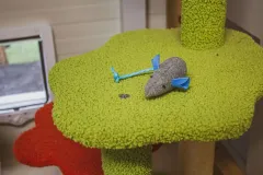 basic_kormi_5-scaled